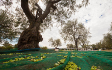 Telo Verde Per Raccolta Olive Antispina e Antistrappo 31 MT x 8 H